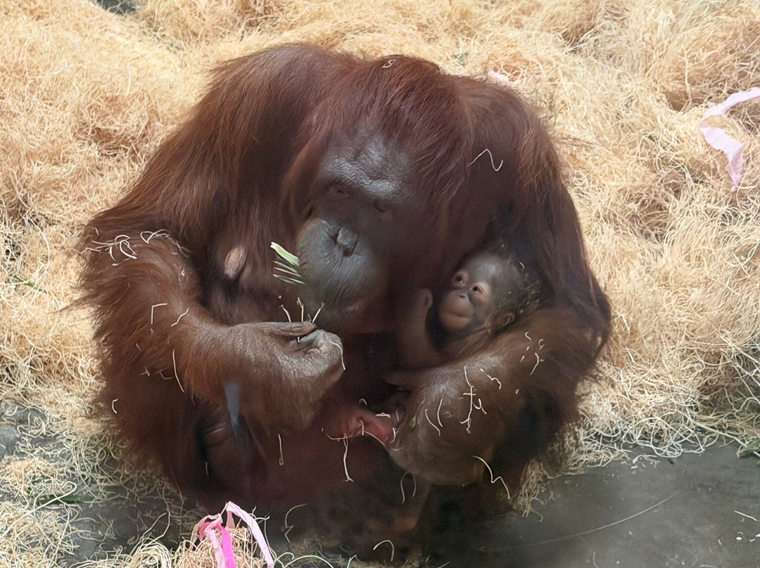 Cameron Park Zoo-韦科必去景点
