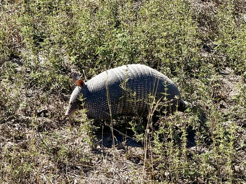 King Ranch Visitor Center-Kingsville必去景点