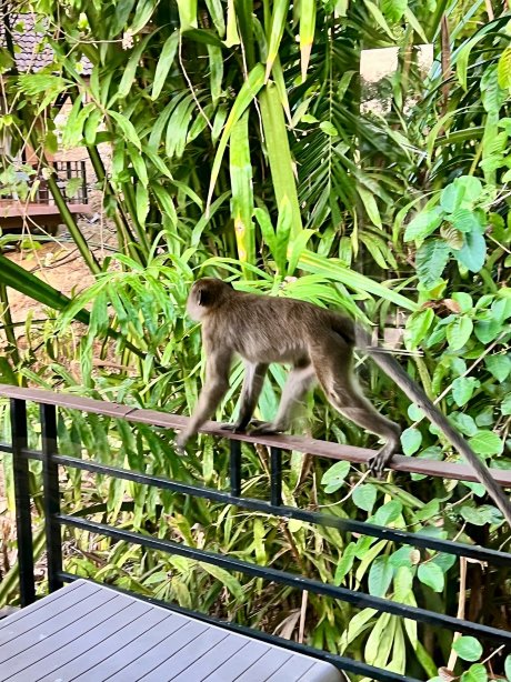 索克雨林度假村-官方