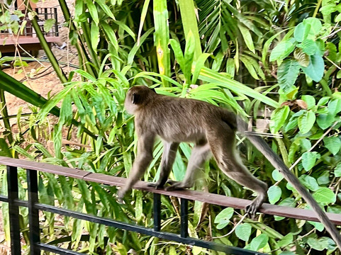 索克雨林度假村主图
