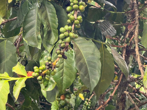 Fairview Coffee Estate-内罗毕必去景点