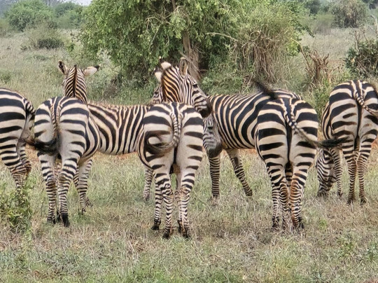 Amico Kenya • Tours & Safari-瓦塔木必去景点