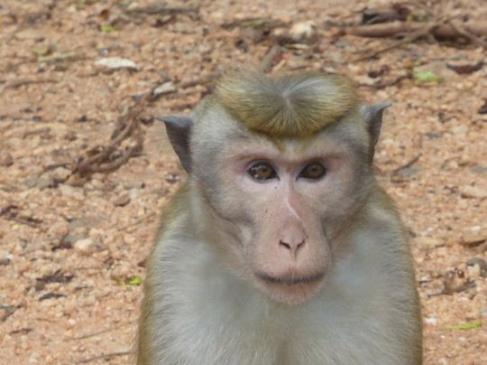 Royal Ceylon Voyage-Pelawatta必去景点