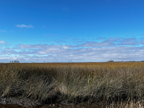 Lower Suwannee National Wildlife Refuge-锡达礁必去景点