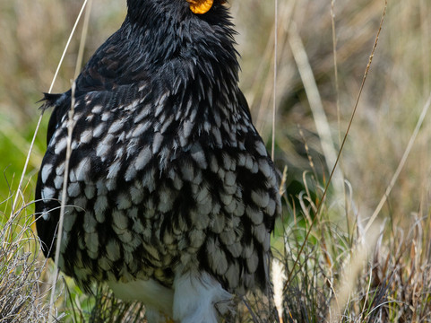 Ecuador Birds Tours-基多必去景点