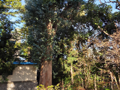 Toshogu-滨松市必去景点