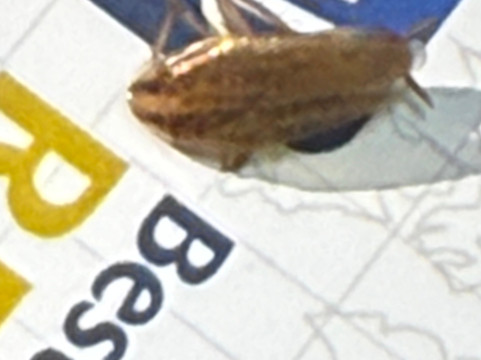 冷水溪贝斯特韦斯特优质酒店主图