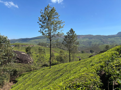 Munnar Info-慕那尔必去景点