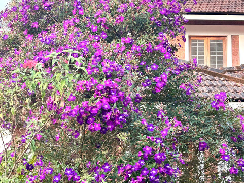 Casa Coorg Homestay主图