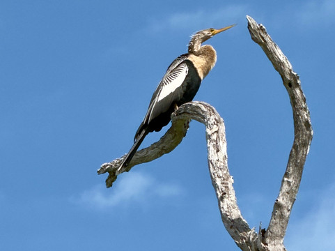 Río Lagartos Experience By Jorge N-里奥拉加托斯必去景点