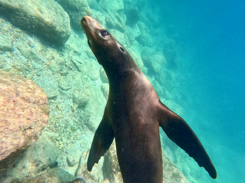 The Cortez Club-拉巴斯必去景点