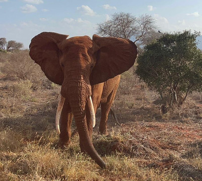 Watamu Diego Safari Day Tours-瓦塔木必去景点
