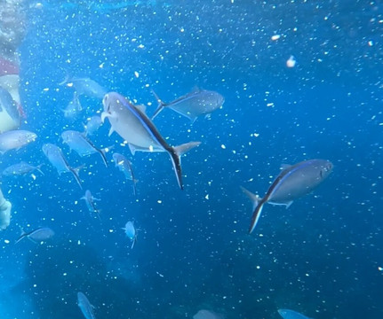 帕兰卡珊瑚礁-考祖梅必去景点