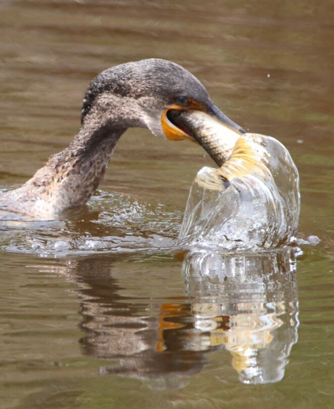 Merritt Island National Wildlife Refuge-Merritt Island必去景点