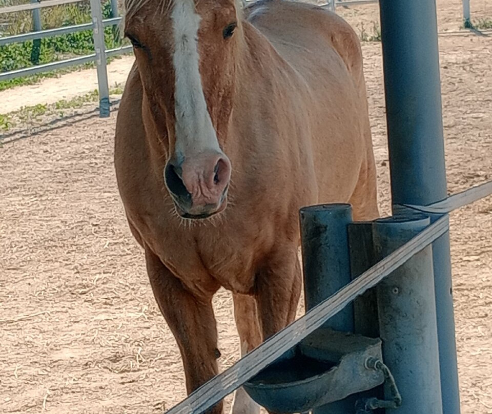Easy Horse Care Rescue Centre-罗哈莱斯必去景点