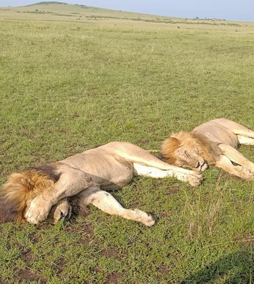 Nature Insight Safaris-内罗毕必去景点