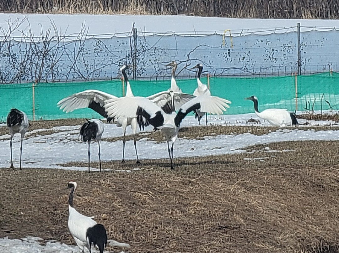Akan International Crane Centre-钏路市必去景点