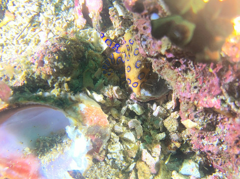 Mbi Divecenter-妈妈拍丝瓜岛必去景点