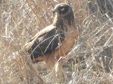 尼斯阔利国家野生动物保护区-奥林匹亚必去景点