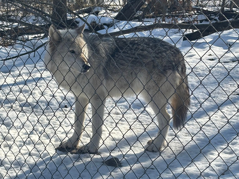 Lakota Wolf Preserve-Columbia必去景点
