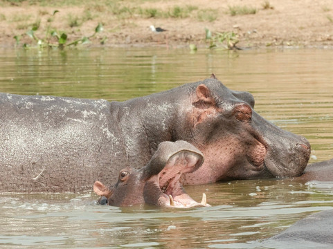 Kajie Safaris-坎帕拉必去景点