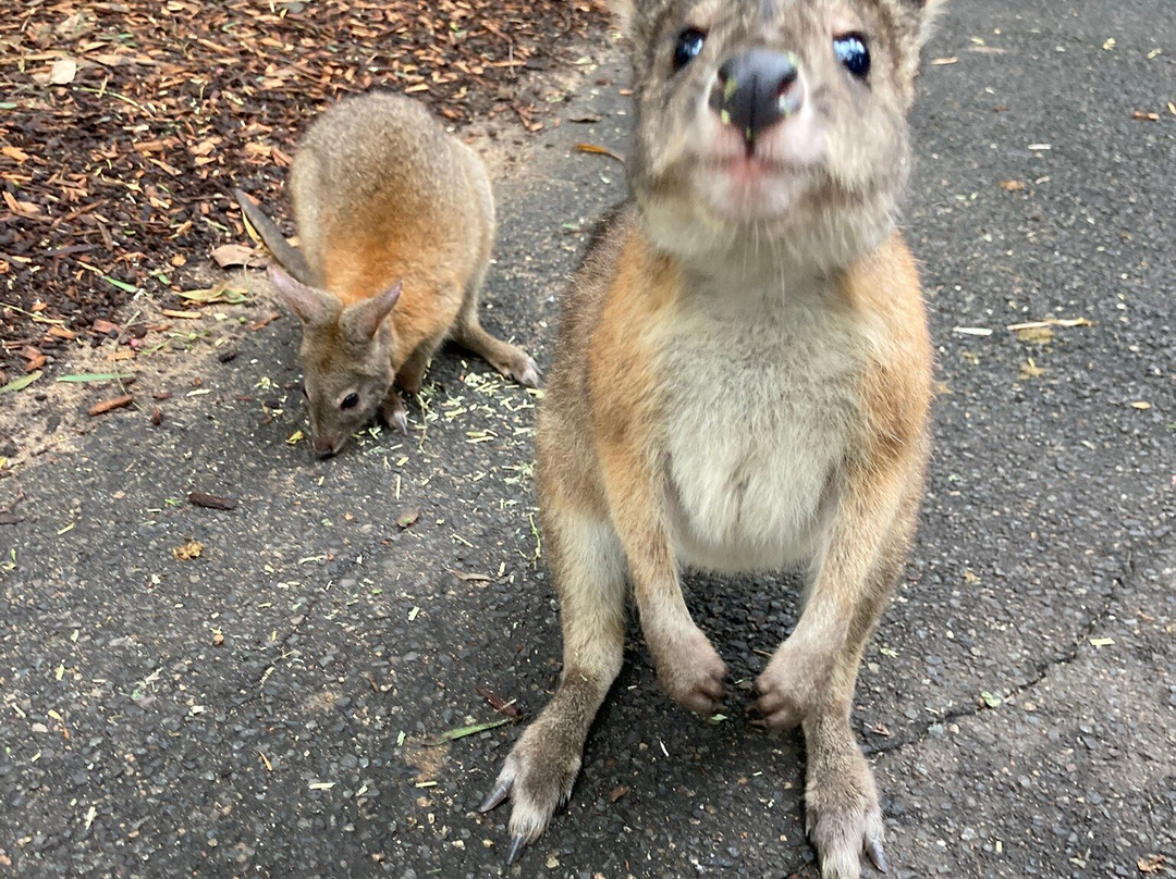 Featherdale Sydney Wildlife Park-Doonside必去景点