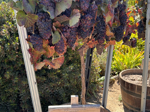 Viña Santa Ema-Isla de Maipo必去景点