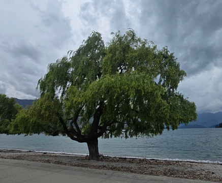 That Wanaka Tree-瓦纳卡必去景点