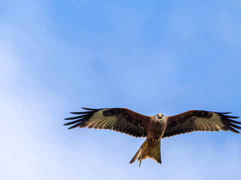 Argaty Red Kites-Doune必去景点