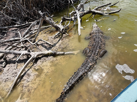 Flamingo & Nature Tours By William Canto-里奥拉加托斯必去景点
