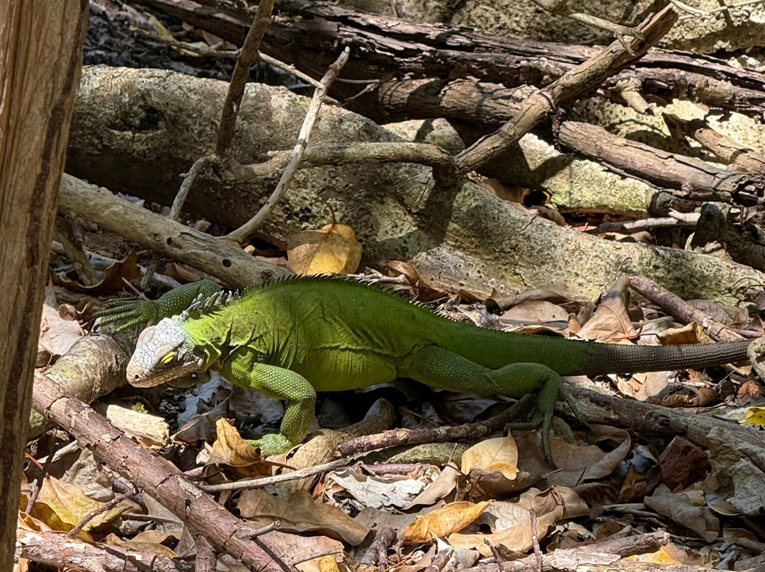 Dauphins Emotion Excursion-Les Anses d'Arlet必去景点