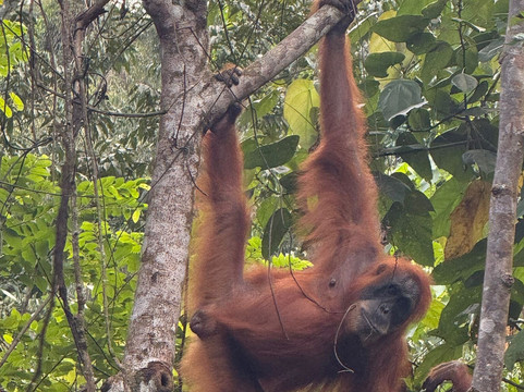 Sumatra orangutan escape-棉兰必去景点