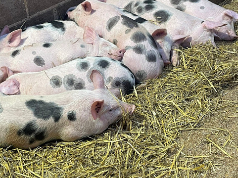 Hesketh Farm Park-斯基普顿必去景点