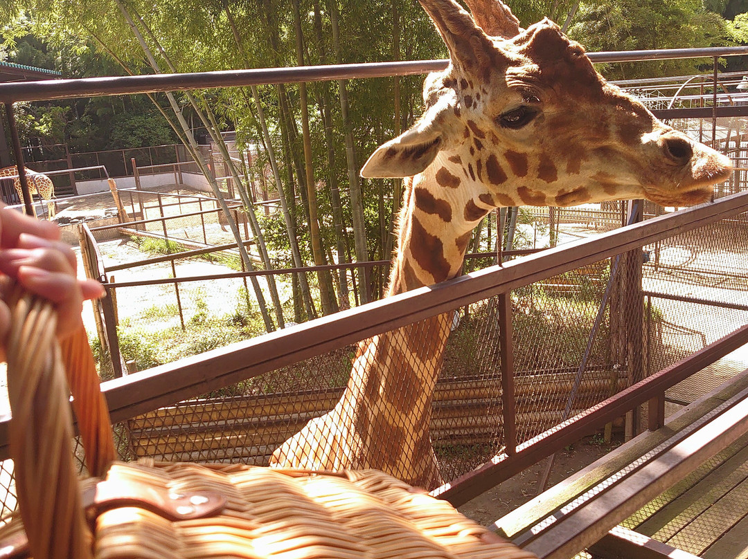 Sayuri World-市原市必去景点