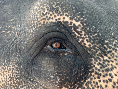 Paradise Kandy Taxi-康提必去景点