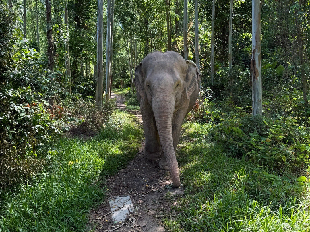 Kerchor Elephant Family Phuket-卡图必去景点