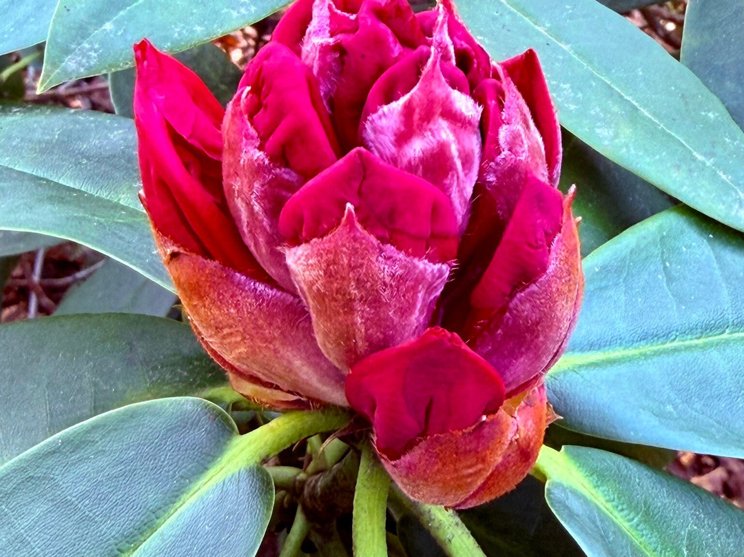 Merian Garten-巴塞尔必去景点