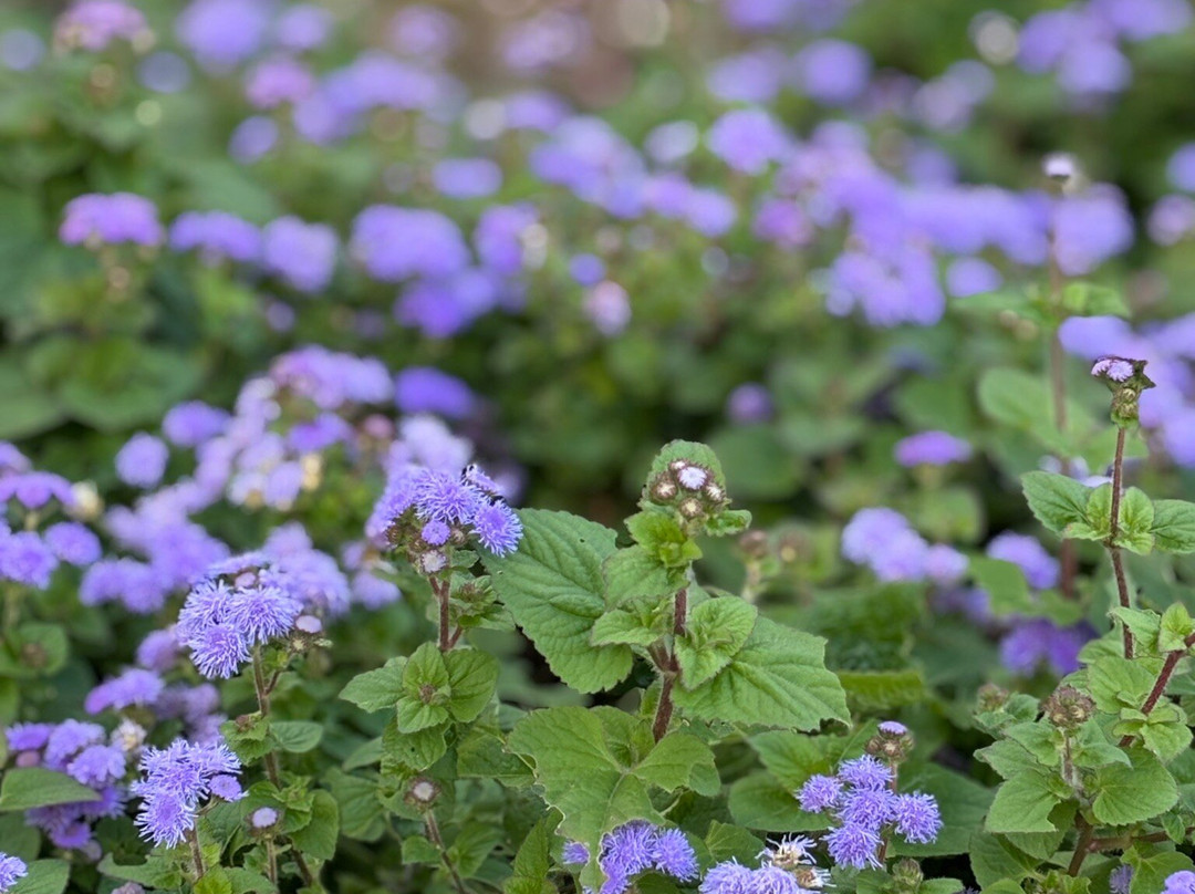 Umami-kyuryo Park-河合町必去景点