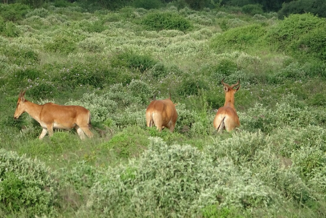 Safari Kenya Plus - Private Day Tour-马林地必去景点