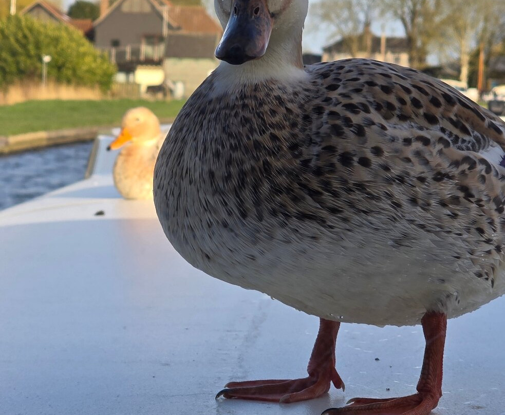 Horning Pleasurecraft-Horning必去景点