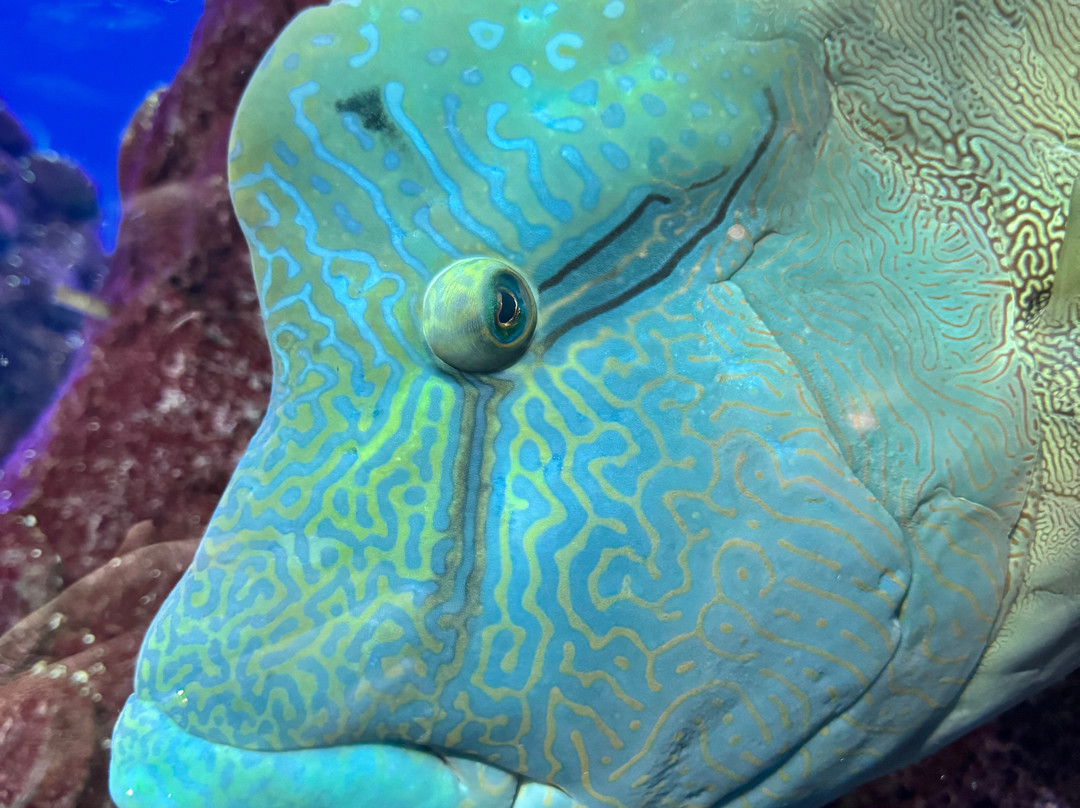 Aquarium At The Boardwalk-布兰森必去景点