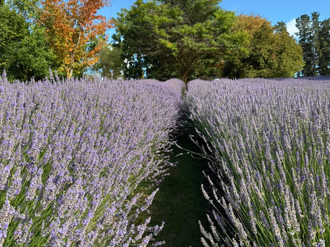 瓦纳卡薰衣草农场-瓦纳卡必去景点