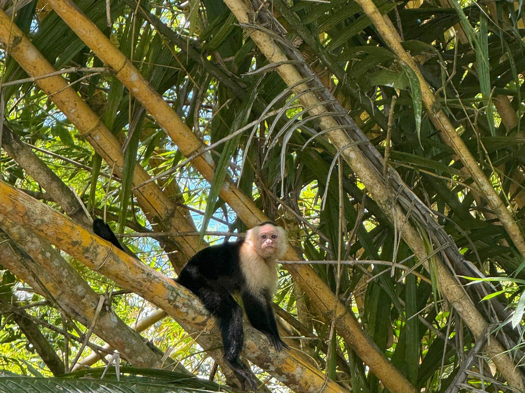 Kokopelli Wildlife Tours-Sierpe必去景点
