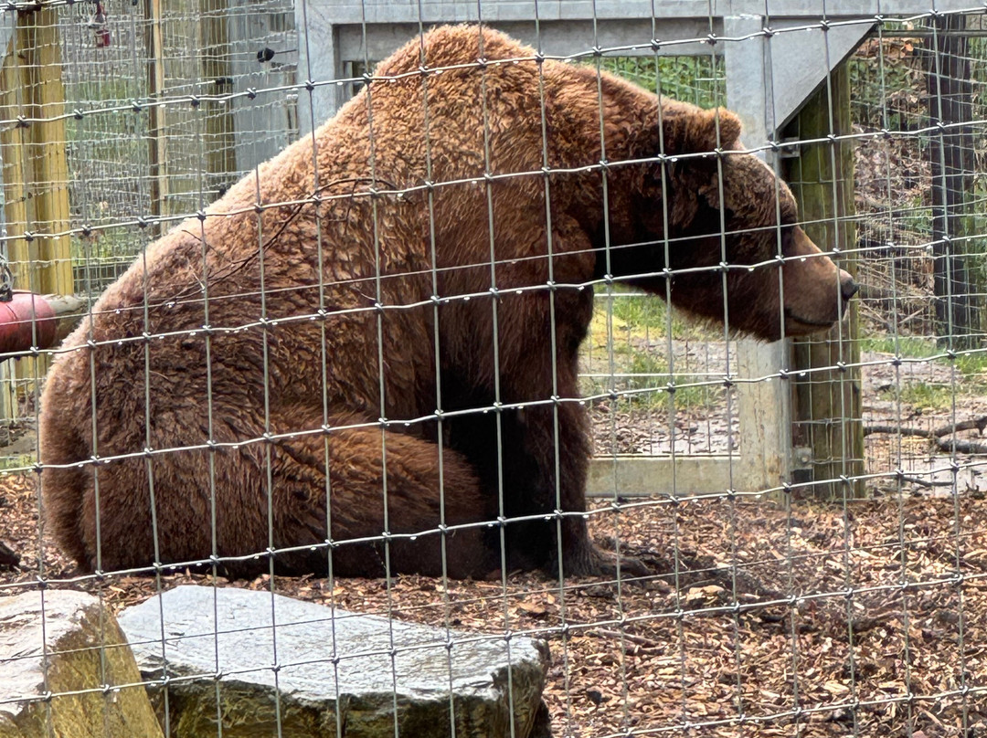 Jimmy's Farm & Wildlife Park-伊普斯威奇必去景点