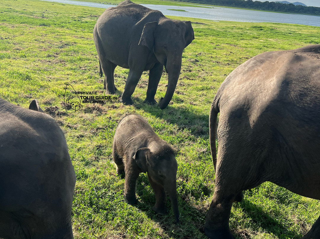 Private Tour Guide in Sri Lanka-科伦坡必去景点
