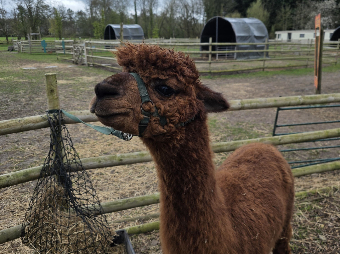 Woodlands Alpaca Farm-沃灵顿必去景点