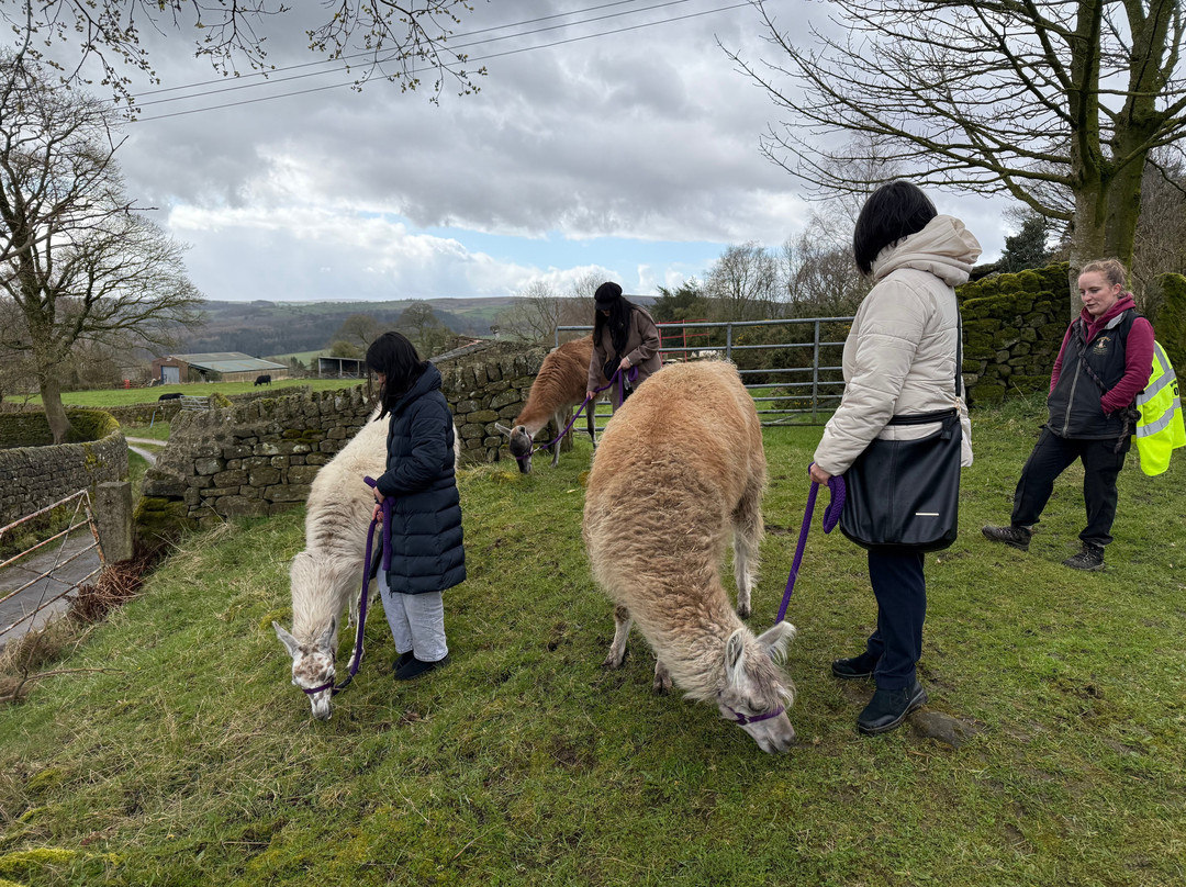 Nidderdale Llamas-哈罗盖特必去景点