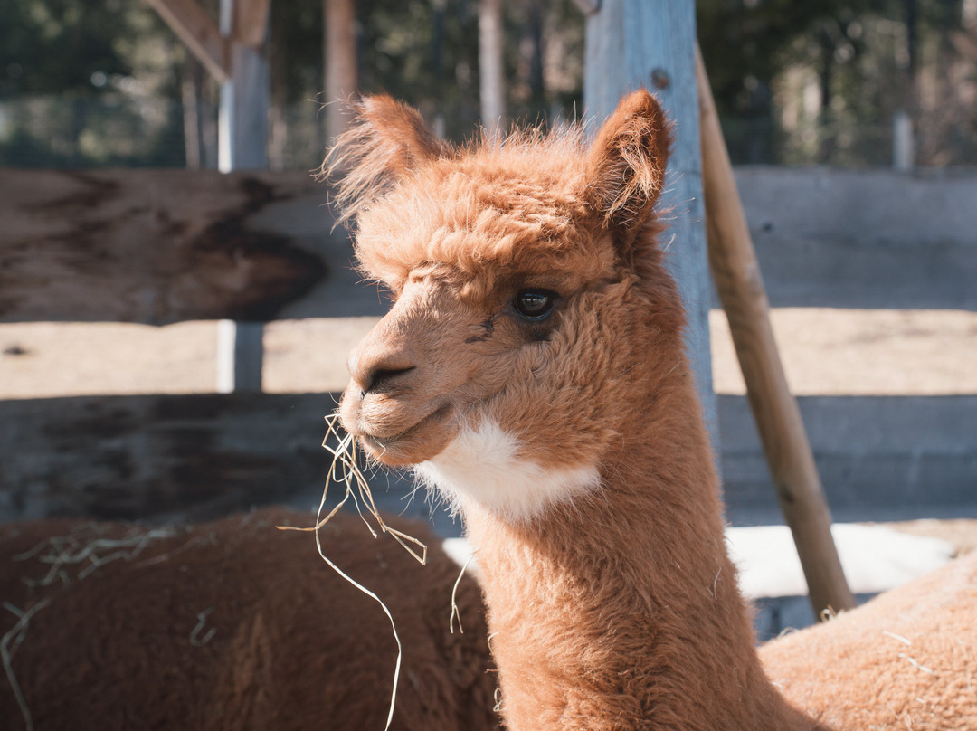 Tiroler Bio Alpakas-湖地必去景点