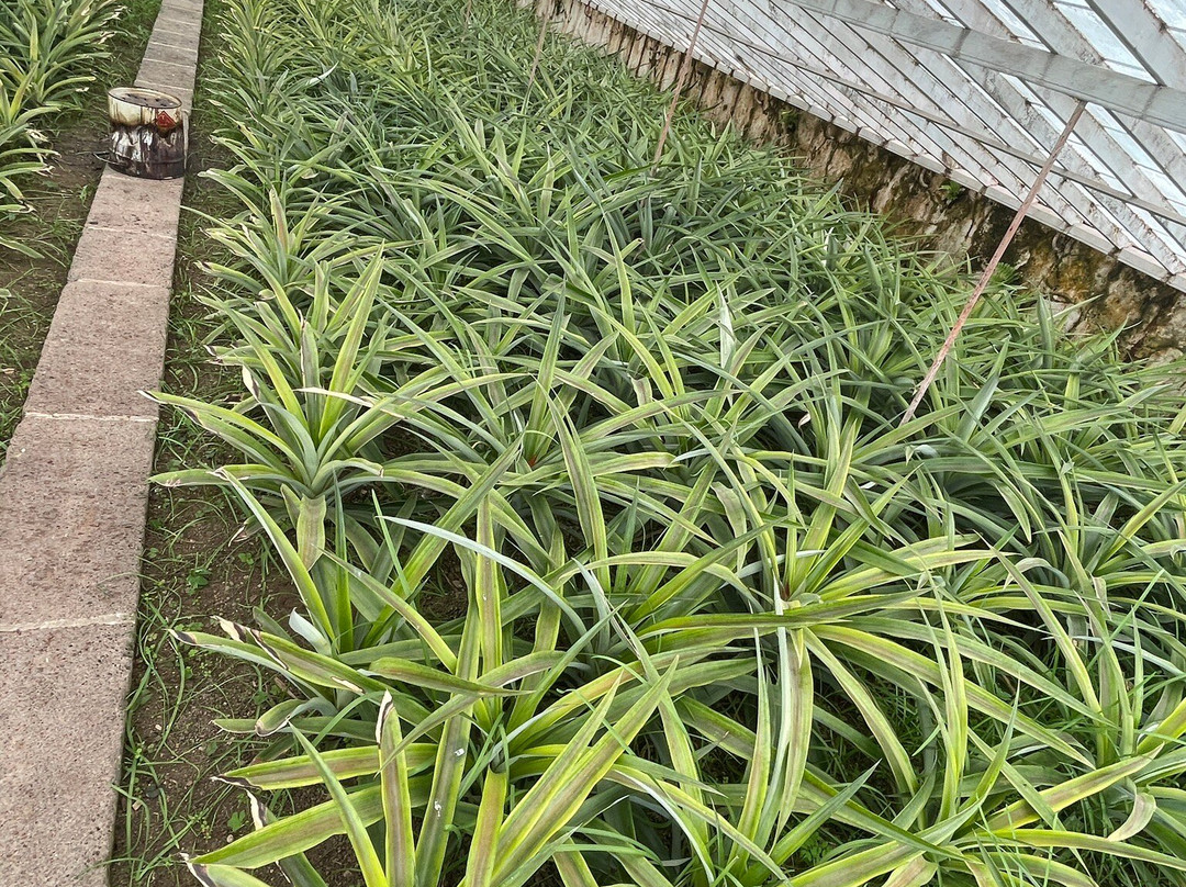 Plantação de Ananás dos Açores-蓬塔德尔加达必去景点