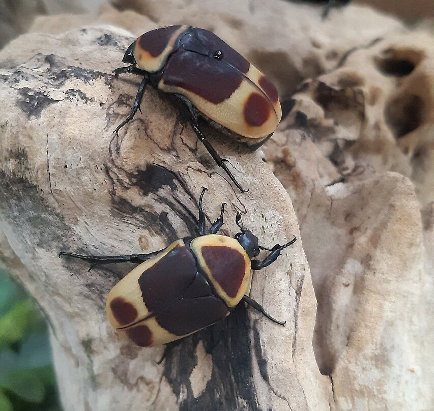 Bugtopia Hornsea Zoo-Hornsea必去景点